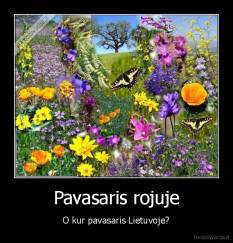 Pavasaris rojuje - O kur pavasaris Lietuvoje?