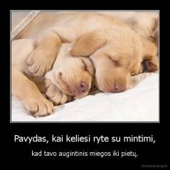 Pavydas, kai keliesi ryte su mintimi, - kad tavo augintinis miegos iki pietų.