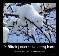 Pažiūrėk į nuotrauką antrą kartą - ir suprasi, kad nėra čia jokio meškiuko 