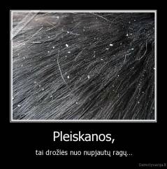 Pleiskanos, - tai drožlės nuo nupjautų ragų...