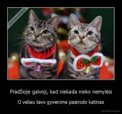 Pradžioje galvoji, kad niekada nieko nemylėsi - O vėliau tavo gyvenime pasirodo katinas