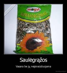 Saulėgrąžos - Vasara be jų neįsivaizduojama