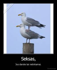 Seksas, - Jus darote tai netinkamai.