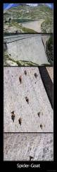 Spider-Goat - 
