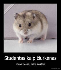 Studentas kaip žiurkėnas - Dieną miega, naktį siautėja