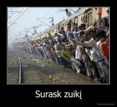 Surask zuikį - 