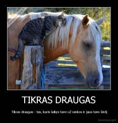 TIKRAS DRAUGAS -  Tikras draugas - tas, kuris laikys tave už rankos ir jaus tavo širdį