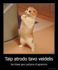 Taip atrodo tavo veidelis - Kai tikiesi gero pažymio iš egzamino