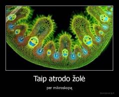 Taip atrodo žolė - per mikroskopą