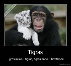 Tigras - Tigras miške - tigras, tigras narve - bezdžionė