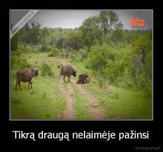 Tikrą draugą nelaimėje pažinsi - 