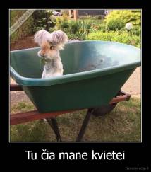 Tu čia mane kvietei - 