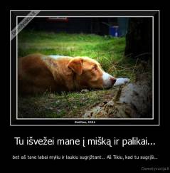 Tu išvežei mane į mišką ir palikai... - bet aš tave labai myliu ir laukiu sugrįžtant... Aš Tikiu, kad tu sugrįši...
