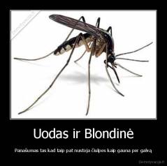 Uodas ir Blondinė - Panašumas tas kad taip pat nustoja čiulpes kaip gauna per galvą