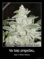 Va taip prigydau, - Kaip ir White Widow.