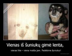 Vienas iš šuniukų gimė lenta,  - vienas like – viena malda jam. Padėkime šuniukui!