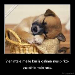 Vienintelė meilė kurią galima nusipirkti- - augintinio meilė jums.