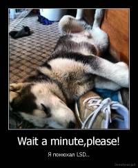 Wait a minute,please! - Я понюхал LSD..