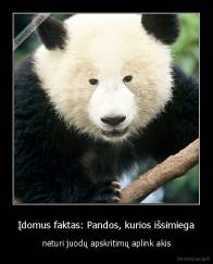 Įdomus faktas: Pandos, kurios išsimiega - neturi juodų apskritimų aplink akis