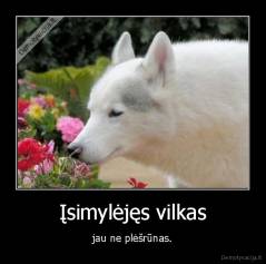 Įsimylėjęs vilkas - jau ne plėšrūnas.