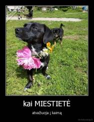 kai MIESTIETĖ - atvažiuoja į kaimą