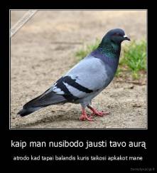 kaip man nusibodo jausti tavo aurą - atrodo kad tapai balandis kuris taikosi apkakot mane