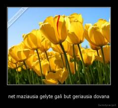 net maziausia gelyte gali but geriausia dovana - 
