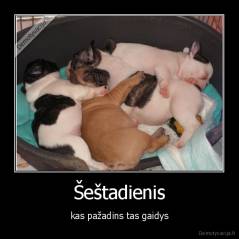 Šeštadienis - kas pažadins tas gaidys