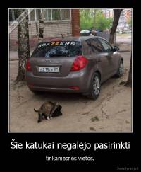 Šie katukai negalėjo pasirinkti - tinkamesnės vietos.