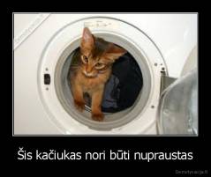 Šis kačiukas nori būti nupraustas - 