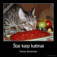 Štai kaip katinai - Tampa benamiais.