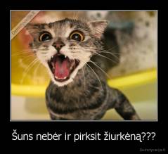Šuns nebėr ir pirksit žiurkėną??? - 