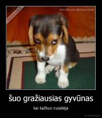 šuo gražiausias gyvūnas - kai kažkuo nusidėja