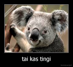 tai kas tingi - 