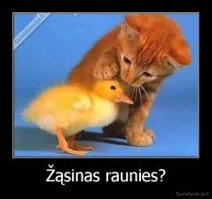 Žąsinas raunies? - 