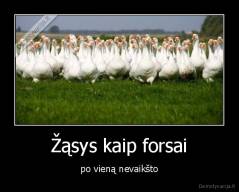 Žąsys kaip forsai - po vieną nevaikšto
