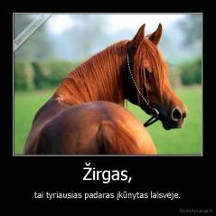 Žirgas, - tai tyriausias padaras įkūnytas laisvėje.