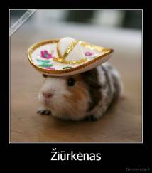 Žiūrkėnas - 