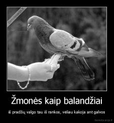 Žmonės kaip balandžiai - iš pradžių valgo tau iš rankos, vėliau kakoja ant galvos