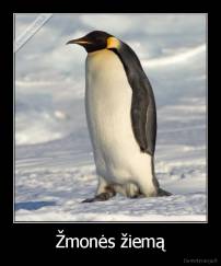 Žmonės žiemą - 