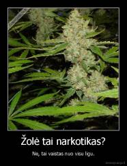 Žolė tai narkotikas? - Ne, tai vaistas nuo visu ligu.