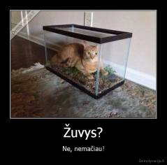 Žuvys? - Ne, nemačiau!